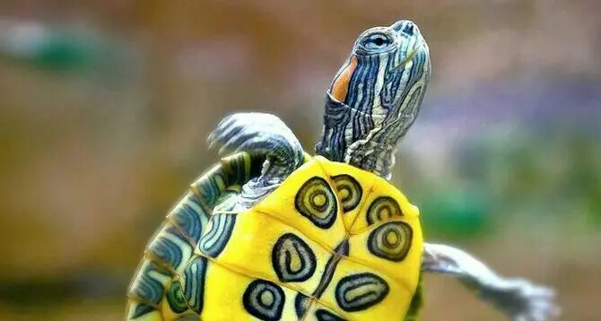 Animali esotici, obbligo di denuncia