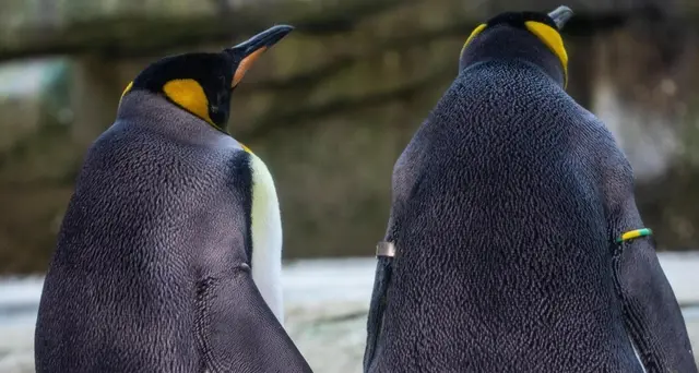 Coppia pinguini gay adotta uovo orfano