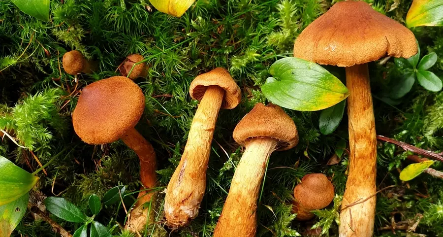 Allarme funghi, attenzione ai micidiali Cortinari