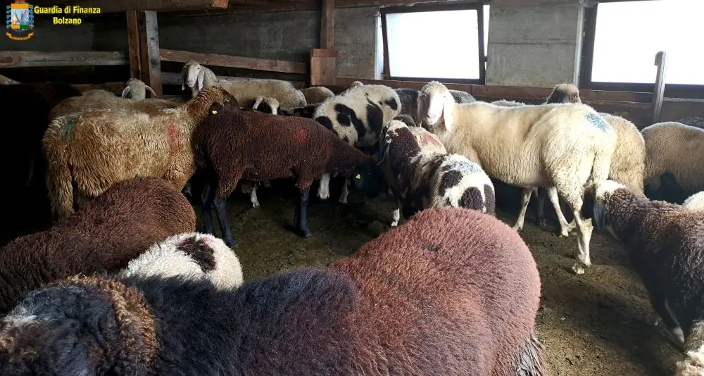 Val Sarentino, macello clandestino scoperto dalla Finanza, sequestrati 200 chili di carne