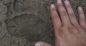 L'orso M49 si dirige verso l'Alto Adige