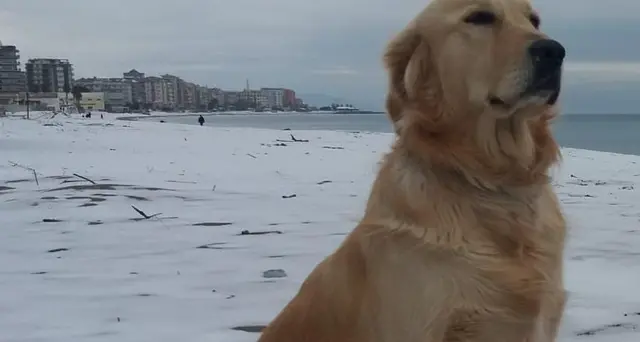 A cani Vvf Ponte Genova premio Fedeltà