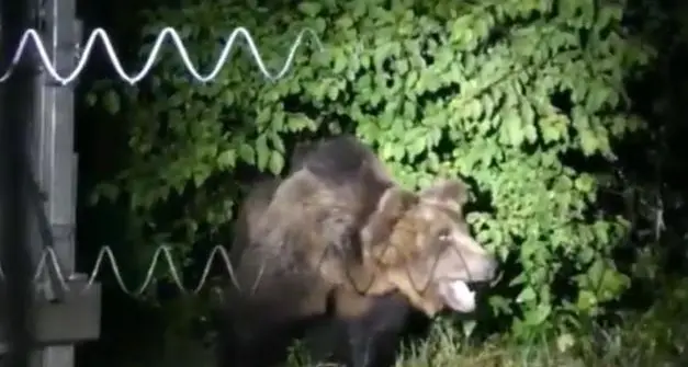 Orso M49, un escursionista lo incontra in Alto Adige