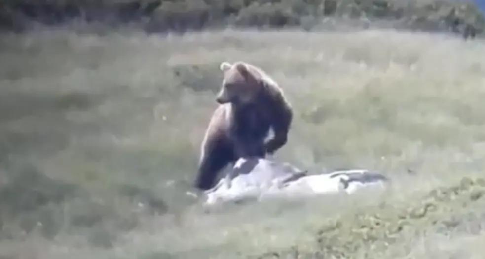 Orso M49, in Alto Adige un'ordinanza di cattura