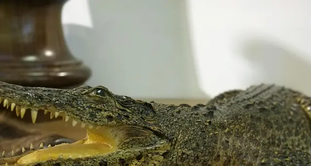 Caccia a un coccodrillo sparito da circo
