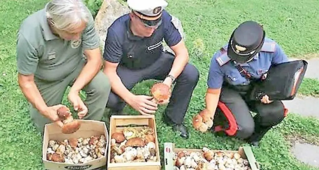 Sluderno, 33 chili di funghi nell'auto: multa di mille euro