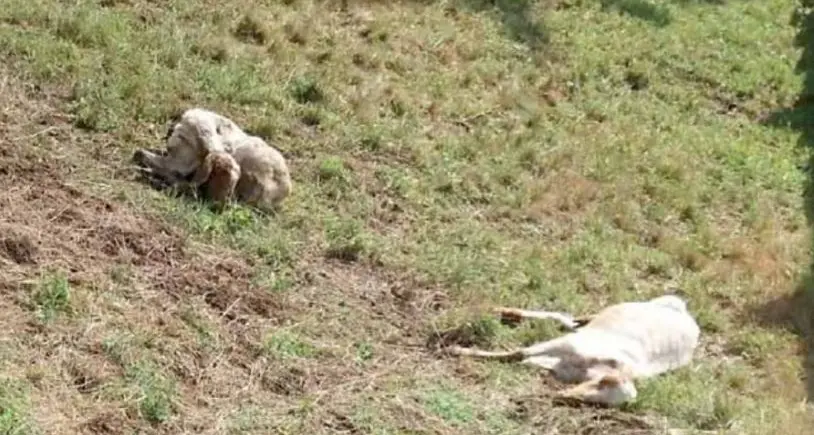 Spiazzo Rendena, 180 pecore morte nei pascoli. Giallo sulle cause