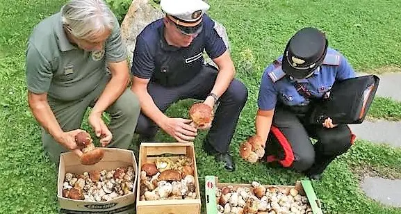 Nell’auto 33 chili di funghi: stangata da mille euro