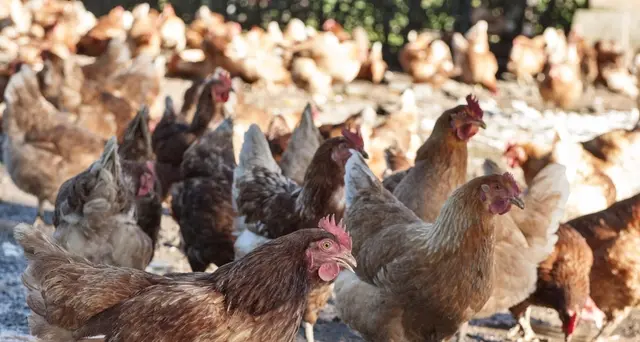 Per ore al caldo, 10mila galline morte
