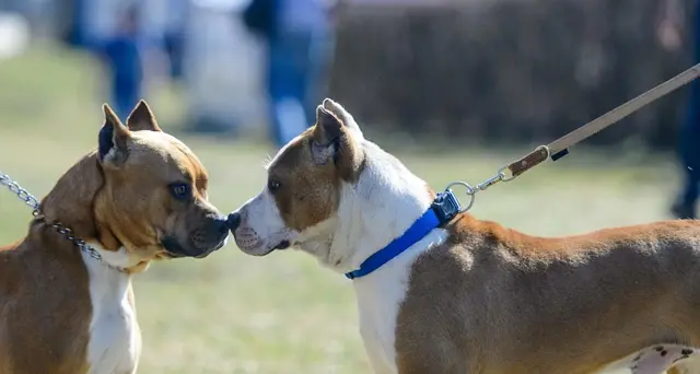 Anziani aggrediti dal loro cane