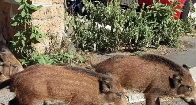 Ferito dopo scontro con cinghiale,morto
