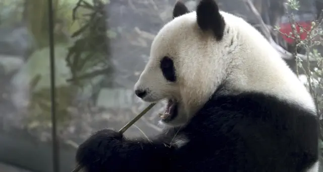 Panda a Berlino incinta, presto il parto