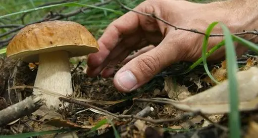 Tirolo, tre italiani trovati con 186 chili di funghi