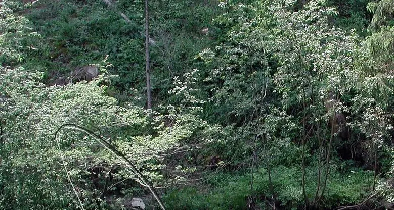 Area fluviale della Rienza, sondaggio fra i cittadini