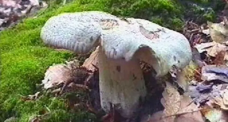 Mangiano funghi velenosi: in due all'ospedale