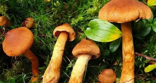 Funghi velenosi, coppia in ospedale per intossicazione