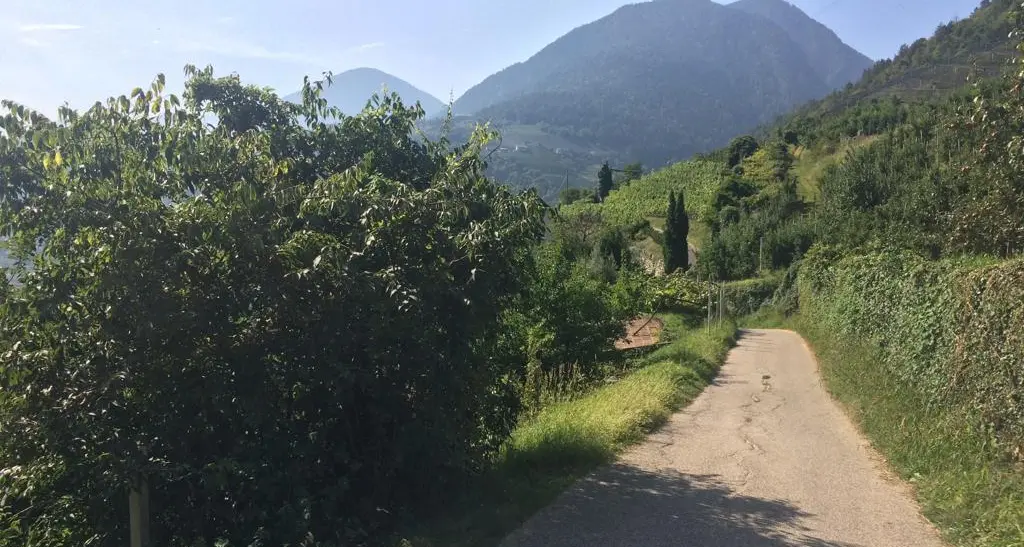 Lana, tra la vegetazione il corpo senza vita di un neonato