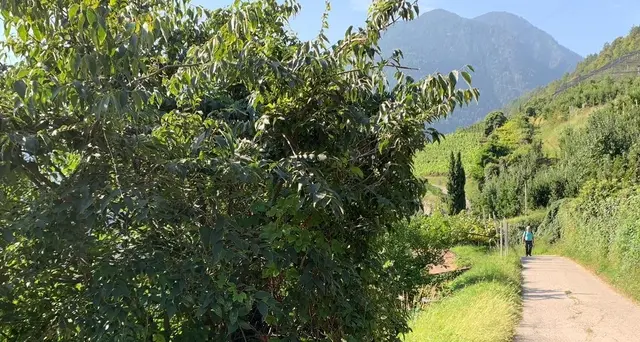 Neonato morto nel Meranese,fermata madre