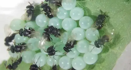 A combattere la cimice asiatica ci pensa la vespa samurai