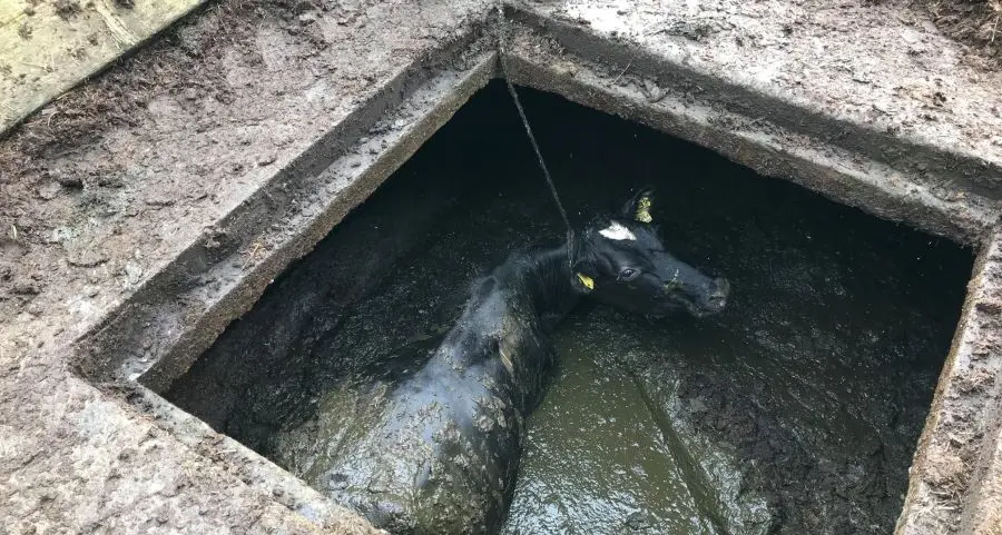 Vitello finisce nel pozzo nero, intervengono i vigili del fuoco e lo salvano