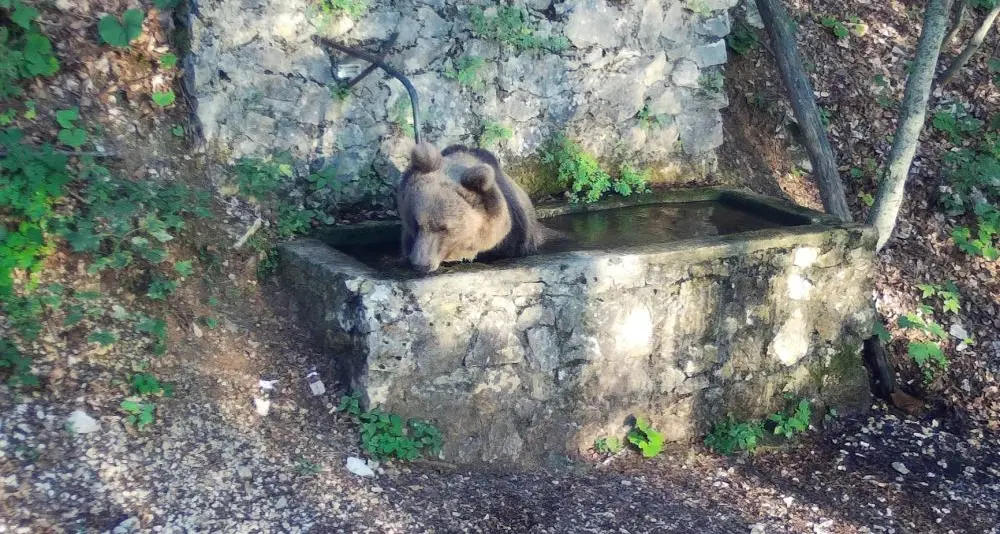 Orso a mollo in una fontana nei boschi del monte Altissimo
