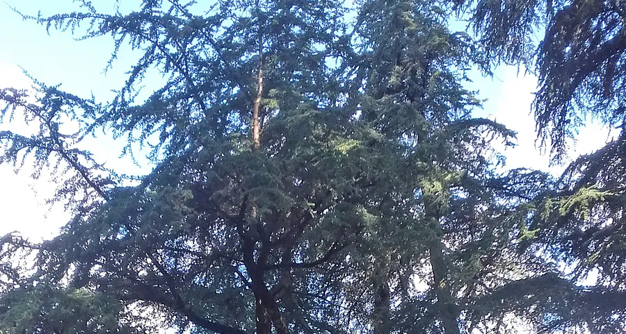 Era malato: addio al cedro simbolo del parco Elisabetta