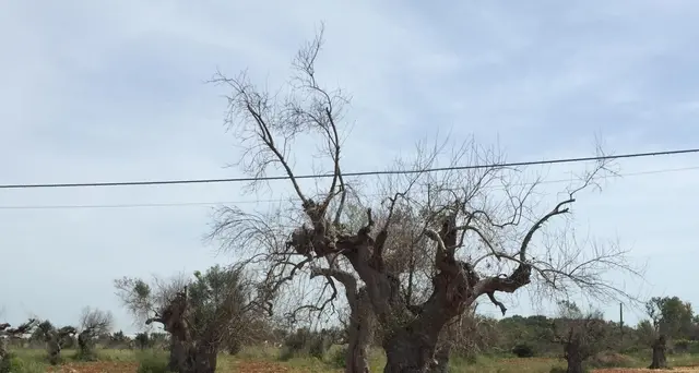 Xylella: Ue, rischi danni per oltre 5mld