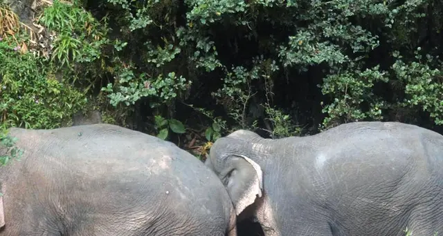 Zimbabwe: 55 elefanti morti fame e sete