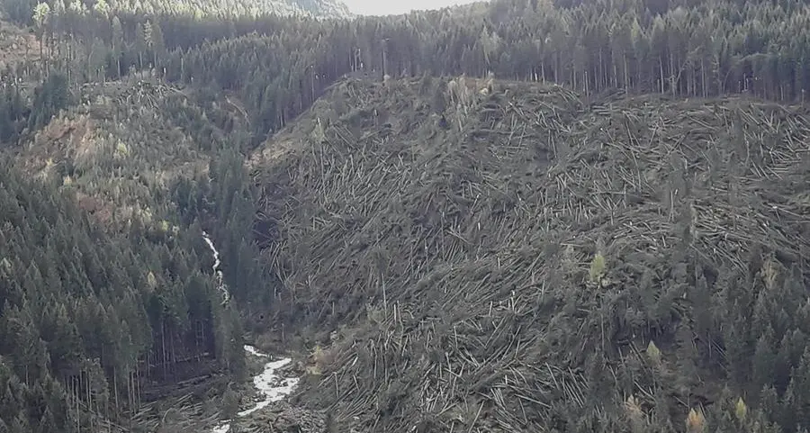 Vaia, 16.500 alberi adottati online