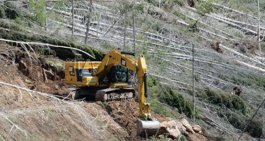 Vaia, 6 abeti su 10 a terra a un anno dal disastro