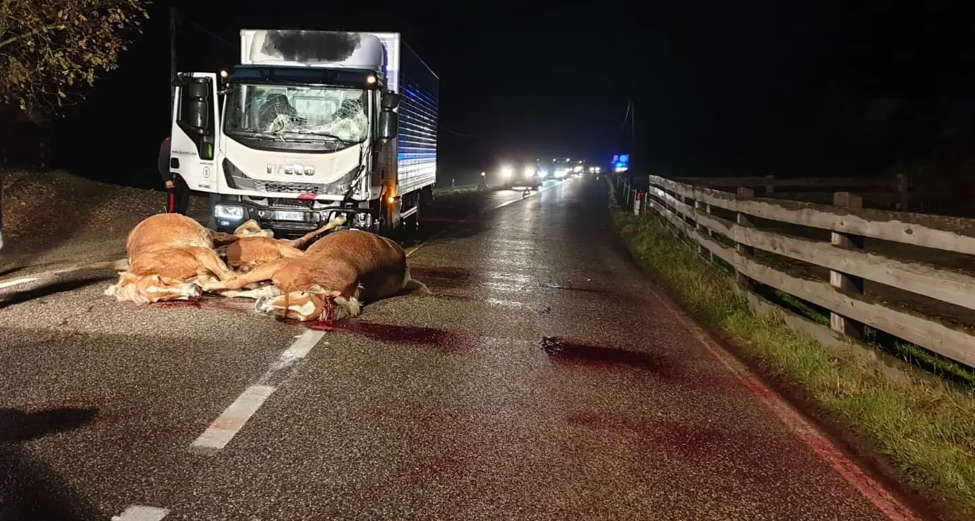 Sarentino, tre cavalli in fuga investiti e uccisi sulla statale