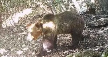 Per M49, l'orso più ricercato d'Italia, è tempo di letargo