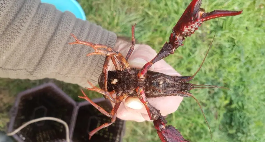 Il gambero rosso della Louisiana arriva in Bassa Atesina