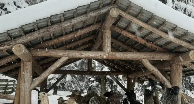 La neve coglie di sorpresa anche i lama