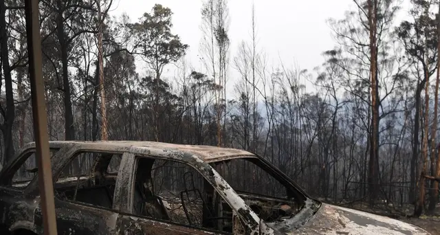 Morto Lewis, koala salvato dalle fiamme