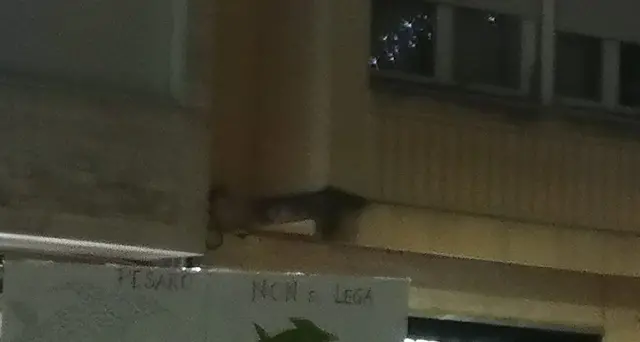 Sardine, un migliaio in piazza a Pesaro