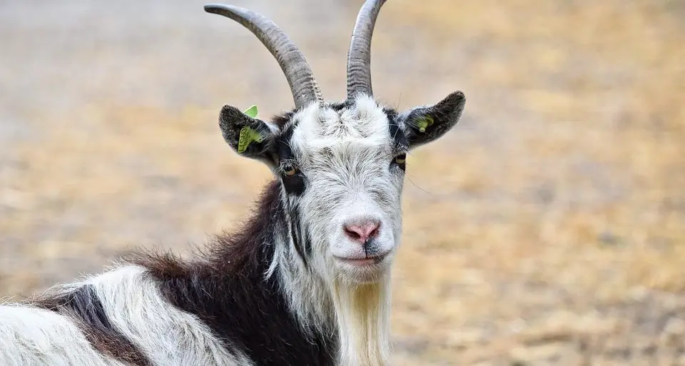 Sbranata una capra nella notte a Meltina, si pensa all'attacco di un lupo