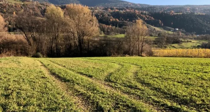 «Non si tagli quel bosco: ci sono specie minacciate»