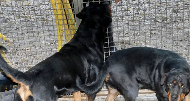 Aggredito da due rottweiler, un morto del padovano