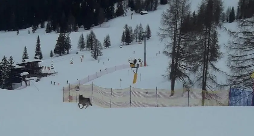 Val Badia, un lupo avvistato sulle piste
