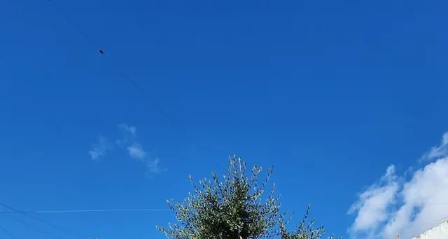 Xylella:Coldiretti,ok innesti resistenti