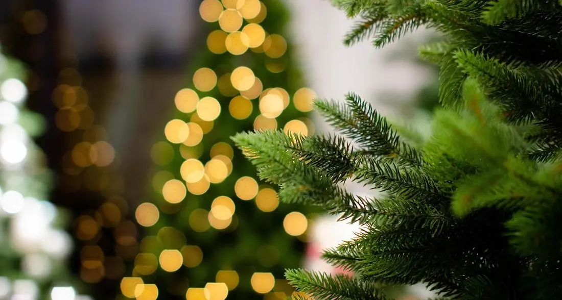 Rubano l'albero di Natale dal vivaio, i carabinieri li sorprendono a Salorno mentre lo addobbano