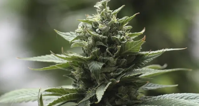 Cannabis, Cassazione: piante casa legali
