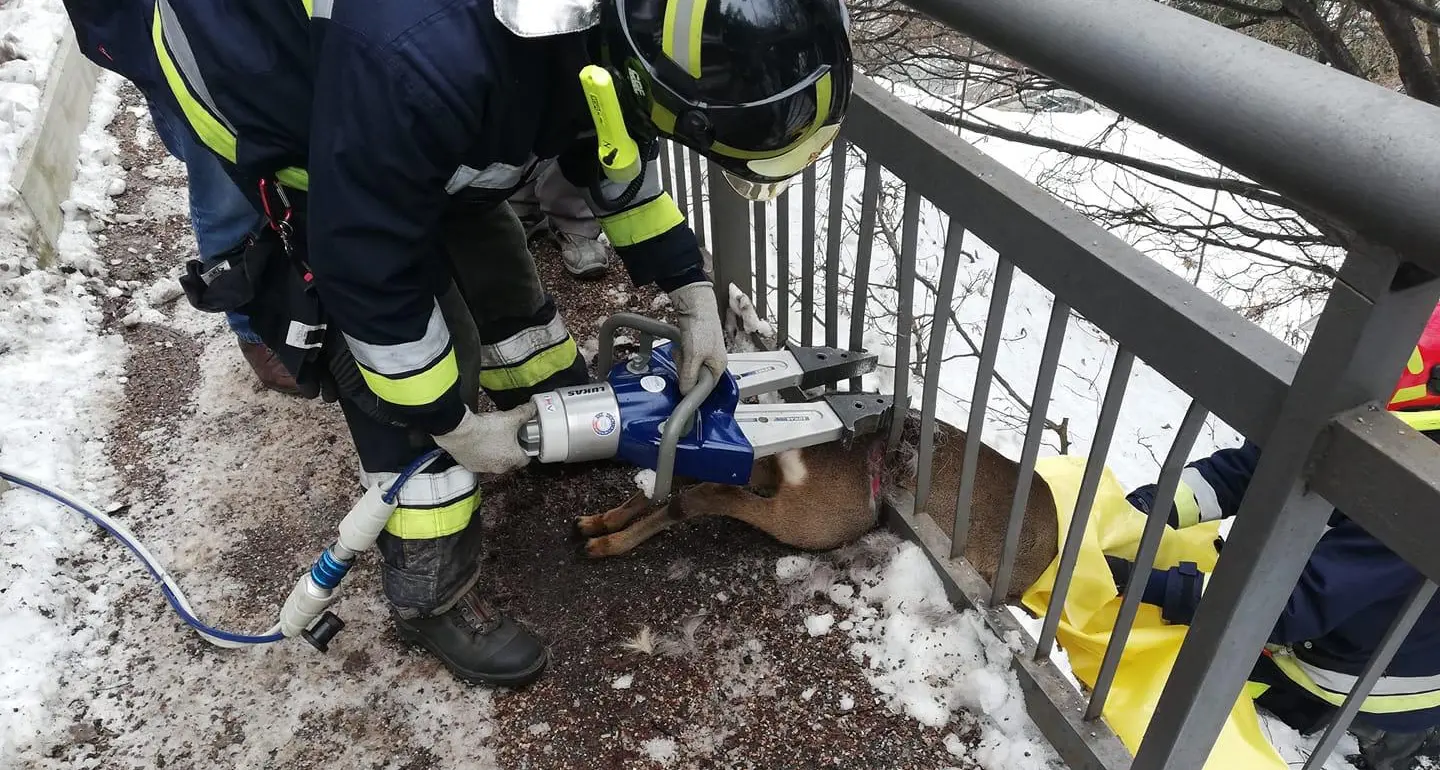 Il capriolo resta bloccato nel parapetto di un marciapiede, liberato dai vigili del fuoco