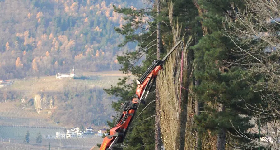 Taglio alberi, si cambia Multe fino a 3.000 euro