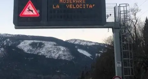 Predazzo, troppi investimenti di ungulati: abbassato il limite di velocità