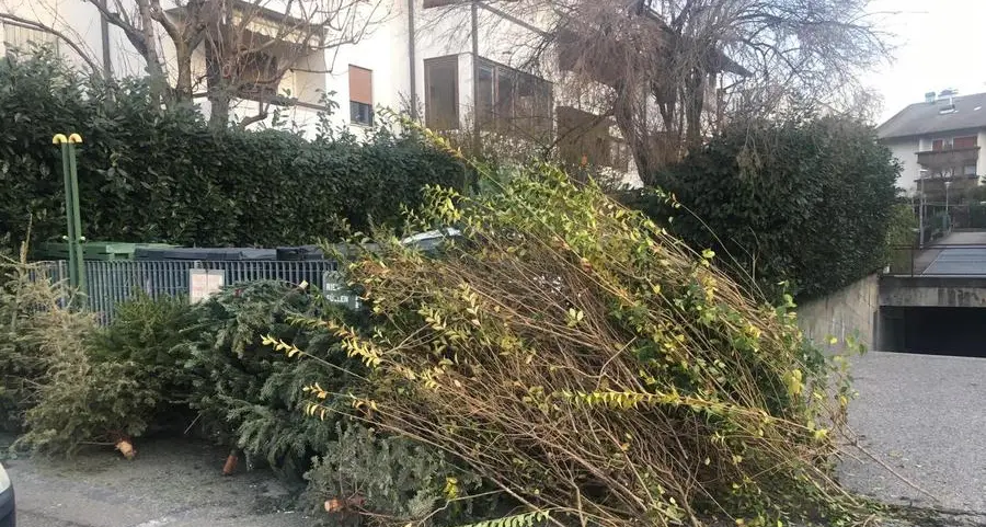 Via l’albero e... anche la siepe