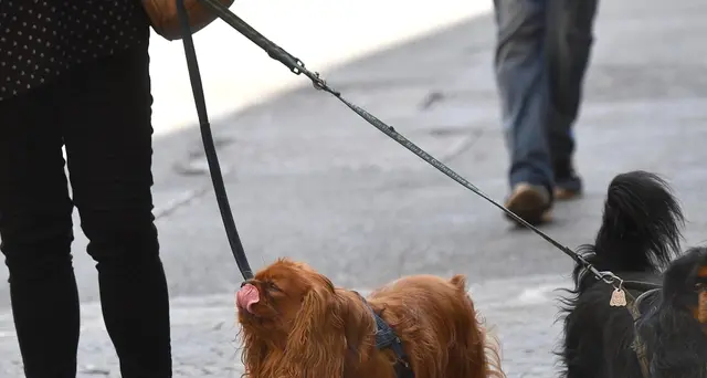 Non raccoglie bisogni cane,multa 400euro