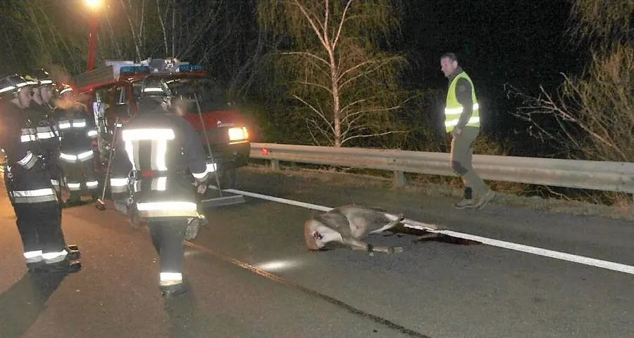 Cervo investito dall’auto, tre feriti in Val Venosta