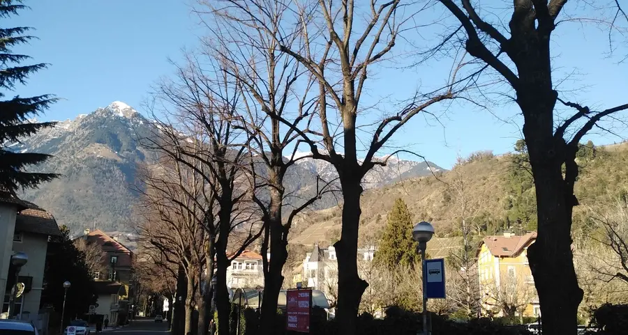 Sicurezza, in via Wolf dieci tigli da abbattere